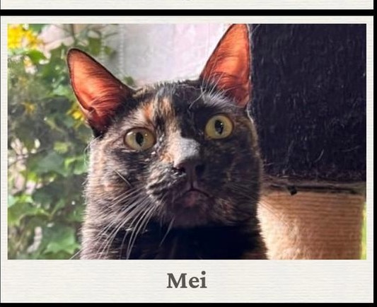 Mei - Fundación Catmanía Colombia